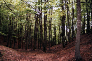 nws_disabili_via_primo_campo_addestramento_calamita_naturali_447_1