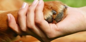 nws_terza_eta_roma_ginnastica_dolce_pet_therapy_gratis_gli_over_60_329_1