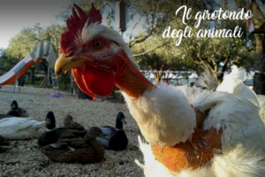 nws_una_giornata_fattoria_imparare_prendersi_cura_degli_altri_1580_1